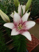 [5597 VH27  Sweet Zanica No02.JPG]